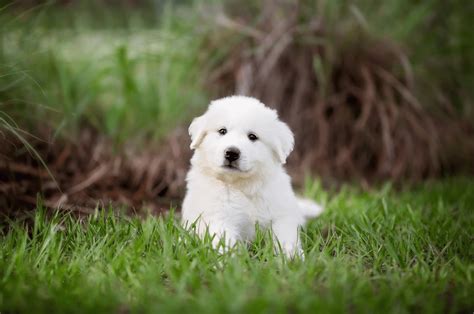 The Only Great Pyrenees Growth Chart You Will Ever Need