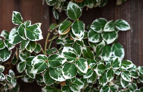 How to Grow and Care for 'Emerald Gaiety' Wintercreeper