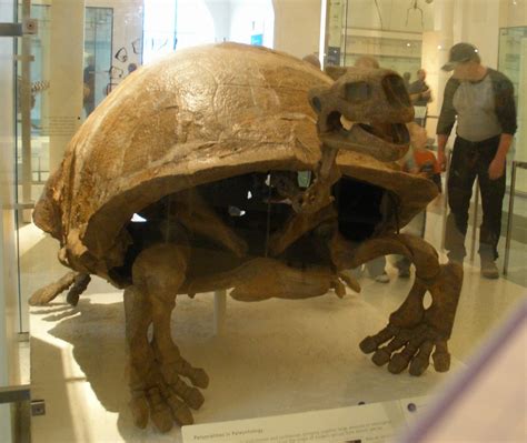 Tortuga atlas (Colossochelys atlas o Testudo atlas)