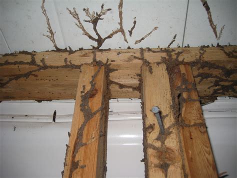 Being Sued For Termite Damage-Have You Reached A Verdict? | Pest Cemetery