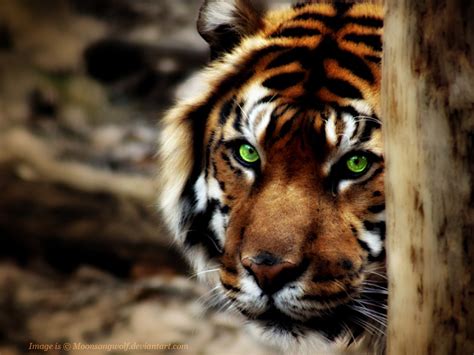 Wallpaper : animals, wood, tiger, wildlife, big cats, Zoo, whiskers ...