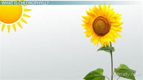 Chlorophyll Diagram