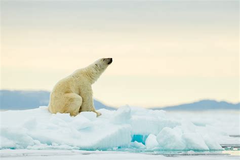 Svalbard Polar Bears