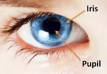 What is the difference between the iris and the pupil in the eye? | IrisTech