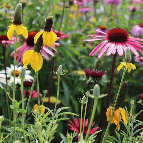 Perennial Beauty Wildflower Seed Mix | American Meadows