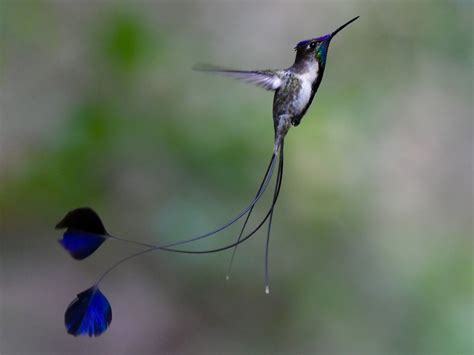 Marvelous Spatuletail - eBird