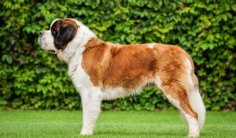 Saint Bernard Dog Info, Size, Lifespan, Temperament, and Pictures