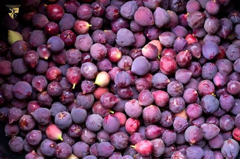 The sea grapes are ripe and I'm making jelly! | How to make jelly ...