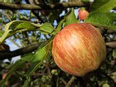 Free picture: agriculture, apple tree, apples, green leaves, greenish ...