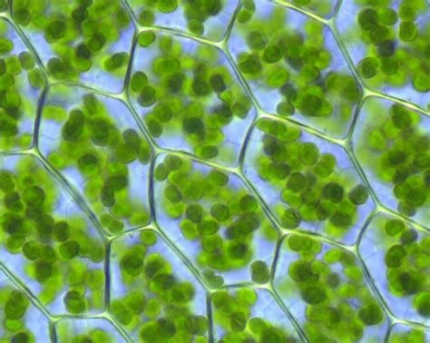 Green Leaf Cell