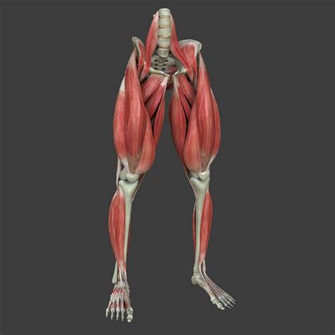 Muscles of the Human Leg - 3D Model by dcbittorf