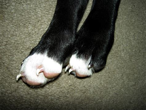 Why Do Dogs Have Frito Feet? - Dog Discoveries