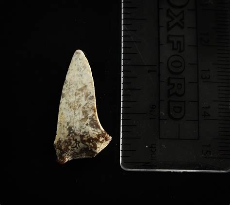 1.1" Mako (Isurus O.) Upper Tooth (Mexico) – Stonesandbones