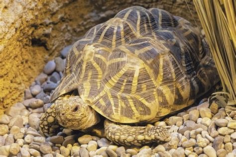 10 BEST Pet Tortoise Species for Beginners (With Pictures!)