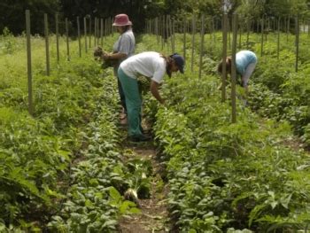 Market Gardening: A Start Up Guide – ATTRA – Sustainable Agriculture