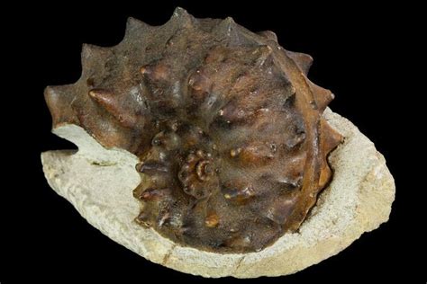 Rare, 3" Ammonite (Schloenbachia) Fossil - Kazakhstan For Sale (#113199) - FossilEra.com