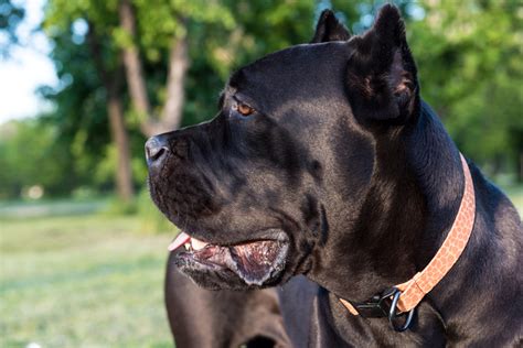 Interesting History of the Cane Corso Mastiff – 4Knines®