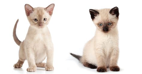 Burmese vs Siamese - The Happy Cat Site Helps You Choose