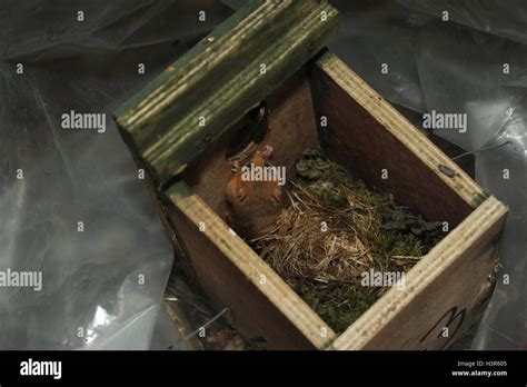 Dormouse in nesting box for monitoring purposes Stock Photo - Alamy