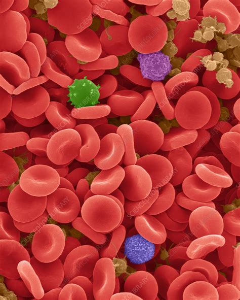 Red blood cells, white blood cells and platelets, SEM - Stock Image - C032/0866 - Science Photo ...