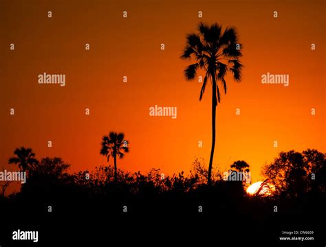 Okavango delta sunset Stock Photo - Alamy