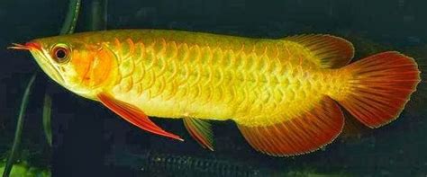 Sertifikat Arwana Golden Red - Ikan Hias Air Tawar Laut dan Aquarium