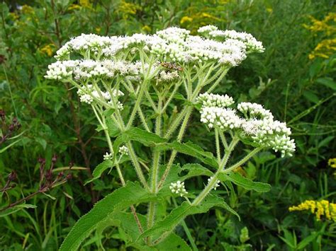 Common Boneset (Eupatorium perfoliatum) - Virginia Native Plant Society