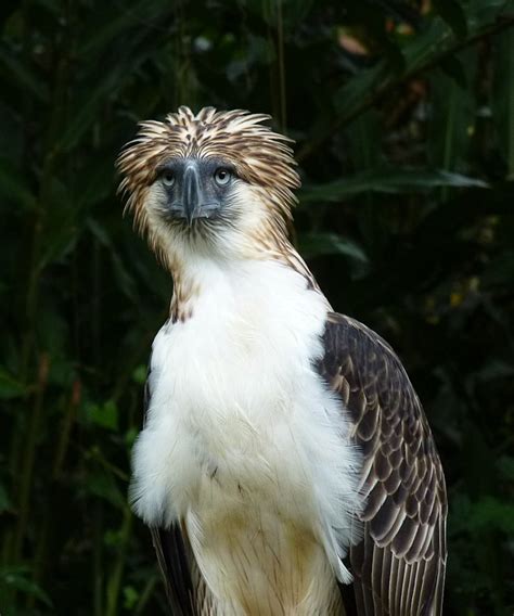 Philippine Eagle: Species Overview, Conservation and Threats