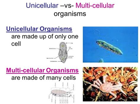 Single-celled VS Multi-celled - Science News