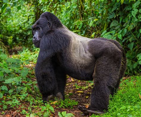 Endangered mountain gorilla populations are rising thanks to ...