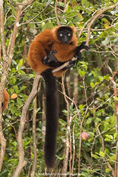 Red Ruffed Lemur – Animal Images