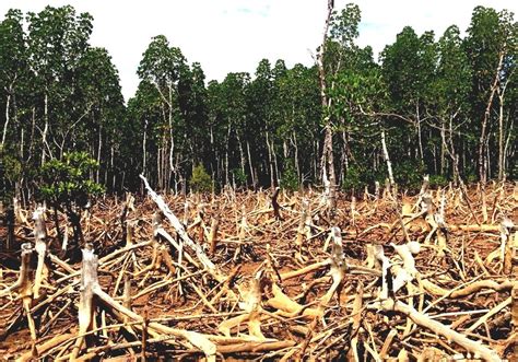 Deforestation In Madagascar - Human Environment Interaction In Madagascar