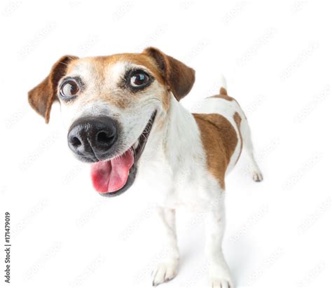 Adorable happy dog standing on white background in full-length. Hi ...