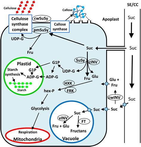 スクロースシンターゼ - Sucrose synthase - JapaneseClass.jp