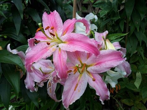 Lilies garden | Flores