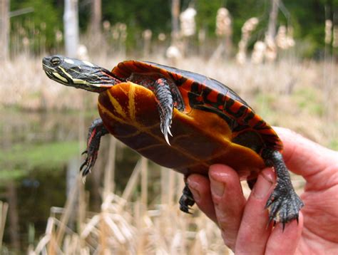 Chrysemys picta – Painted Turtle | Vermont Reptile and Amphibian Atlas