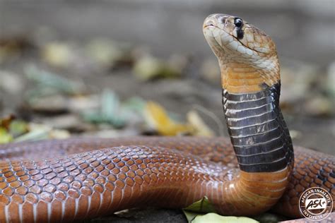 Red Spitting Cobra - African Snakebite Institute