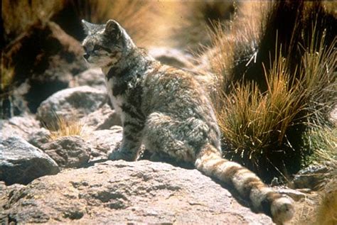 New Andean cat population discovered