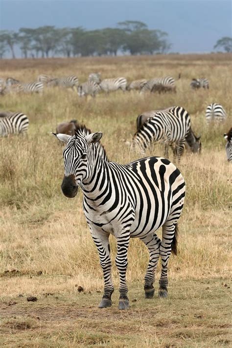 Burchell's Zebra/Zèbre de Burchell/Equus quagga burchelli | Plains ...