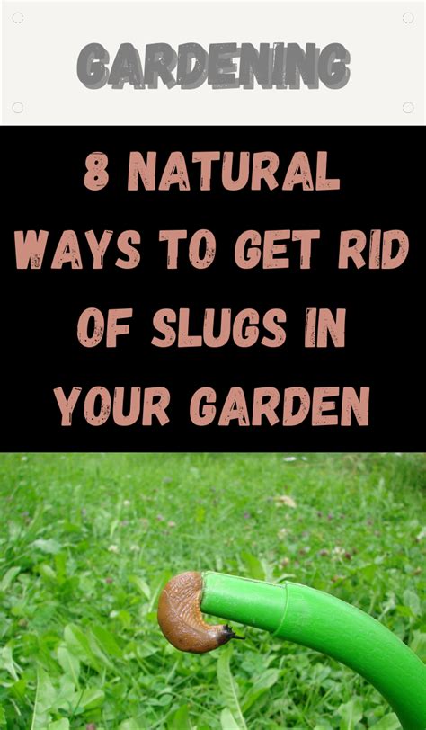 8 Natural Ways To Get Rid of Slugs In Your Garden - Gardening Sun ...