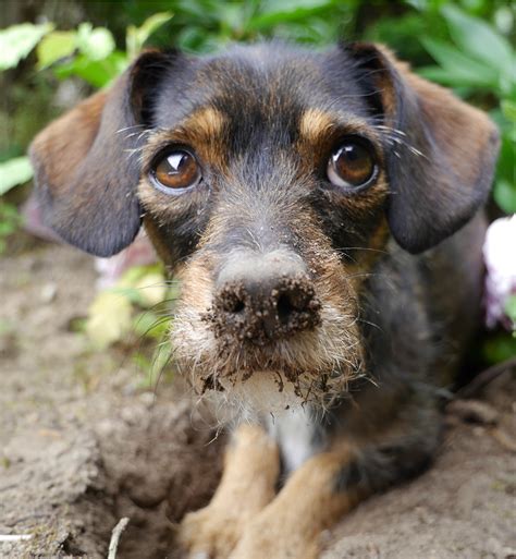 Love Dachshunds? Love Chihuahuas? It's Chiweenie Time!