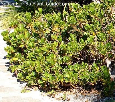 Native Plants of Florida