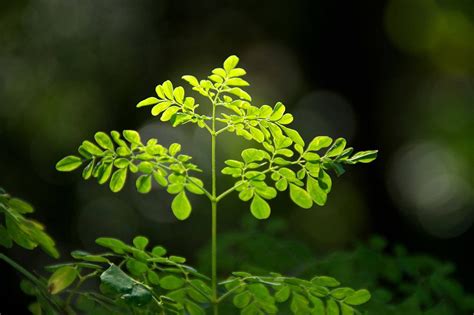 Moringa Powder for Weight Loss: Myth or Fact? by Zen Principle