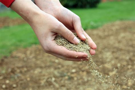 How and when to water your new grass seeds | HappySprout