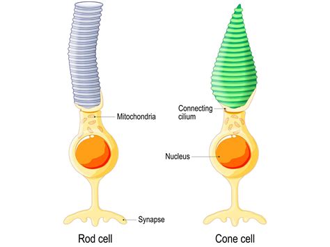 Rods and Cones in Eye: Functions & Types of Photoreceptors