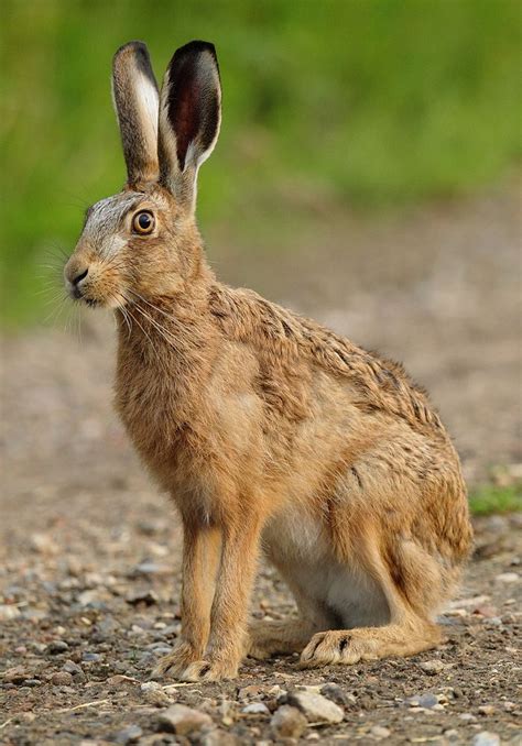 644 best The Magical Hare. images on Pinterest | Bunnies, Rabbits and Rabbit