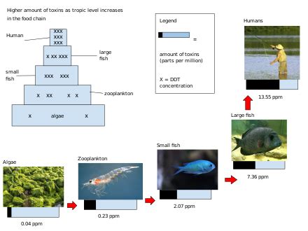 Biomagnification - Wikiwand