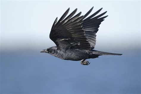 Raven Symbolism and Raven Meaning on Whats-Your-Sign