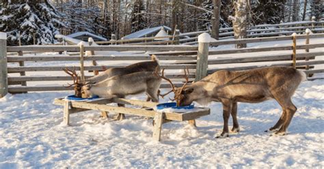 20 Winter Activities in Alaska to Create Unforgettable Experience