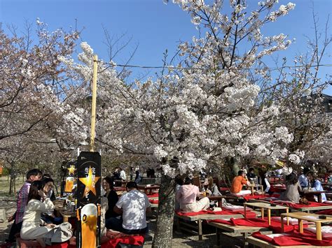 Why don’t you see Cherry blossoms at Yasaka shrine in Kyoto? - TOKYO ...